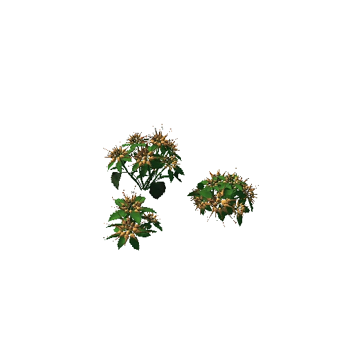 flower Physoplexis omosa2